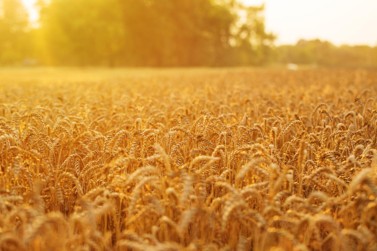Урожай зерна в России в 2024 году вошел в пятерку лучших в истории страны — Лут