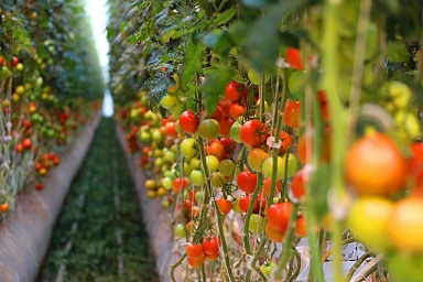 Производство тепличных овощей в России увеличилось на 6,8%