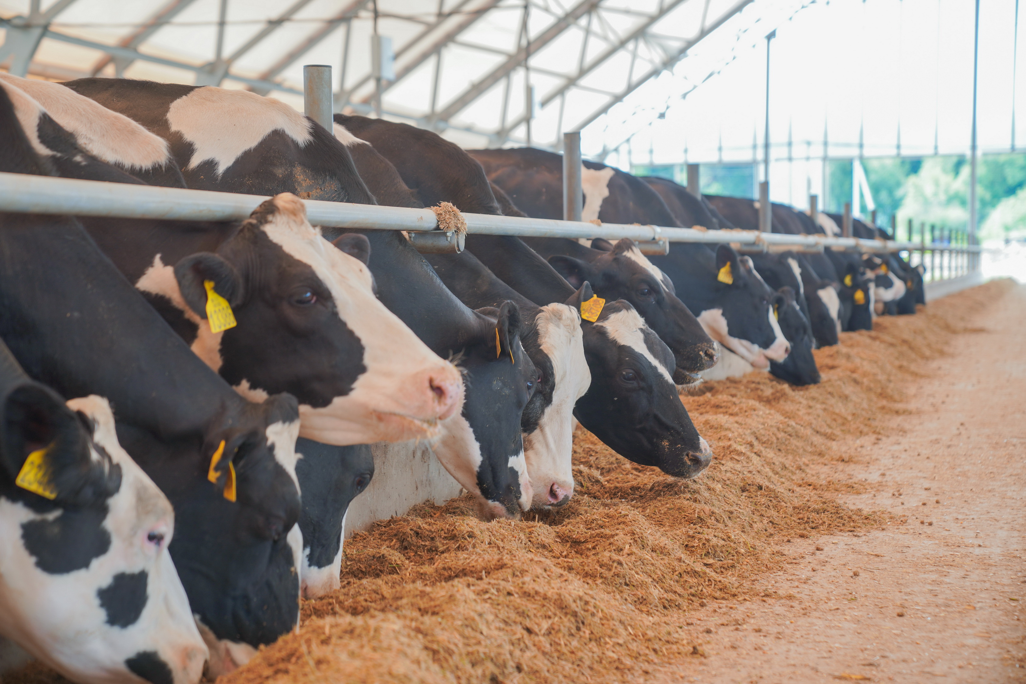 Аграрии Ивановской области сохраняют тренд ежегодного прироста объемов производства сырого молока