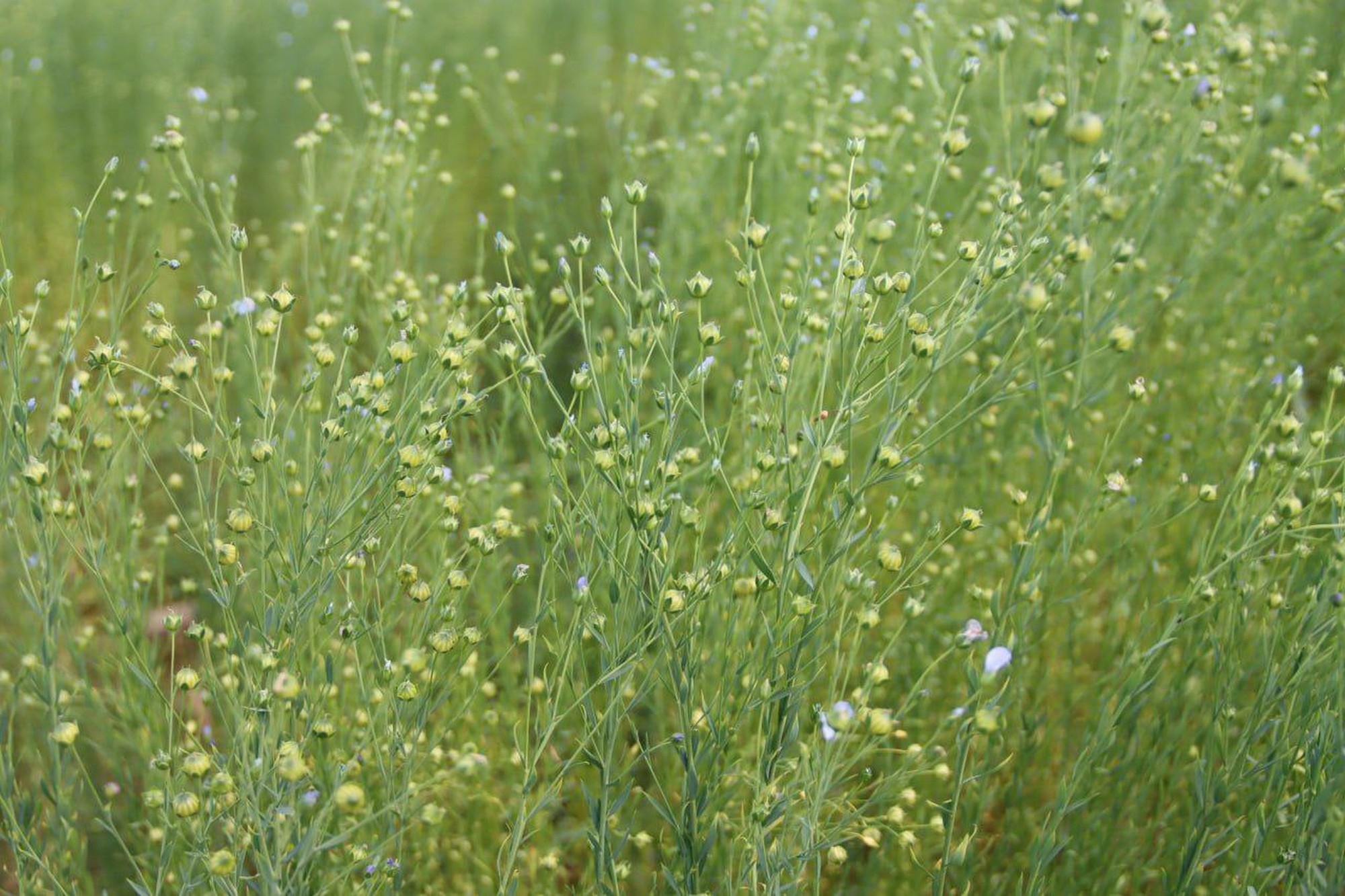 Николай Денисов оценил состояние посевов озимых и яровых культур в северных районах Нижегородской области