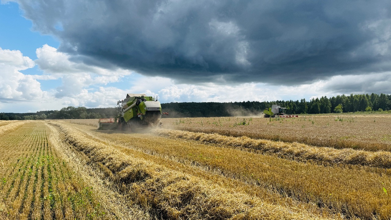 В Подмосковье аграрии собрали более полумиллиона тонн зерна: урожайность на 23% выше прошлогодней