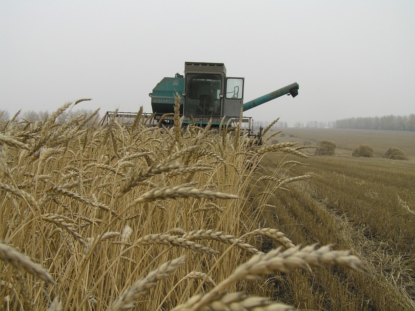 Урожайность зерновых культур в Забайкалье превышает прошлогодний уровень