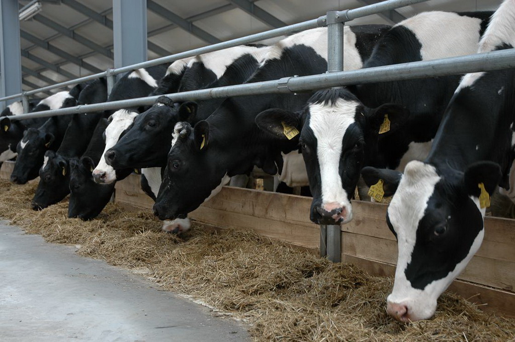 Производство товарного молока в Башкортостане составило 177 тыс. тонн
