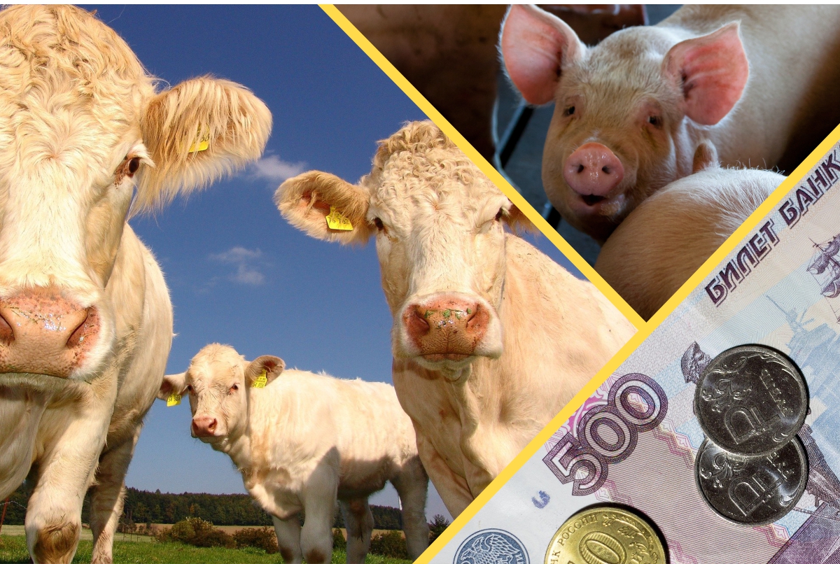 Волгоградские аграрии получили из федерального бюджета 947,1 млн руб. господдержки