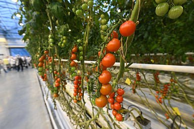 В России выросло производство тепличных овощей