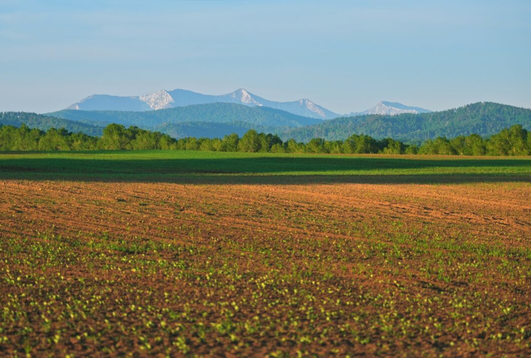 Запасы семян и других ресурсов для пересева в России есть — Патрушев