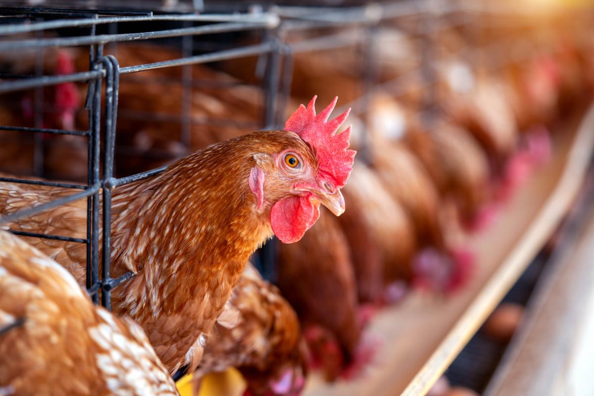 Средняя яйценоскость курицы-несушки в сельхозорганизациях Красноярского края — максимальная в СФО 
