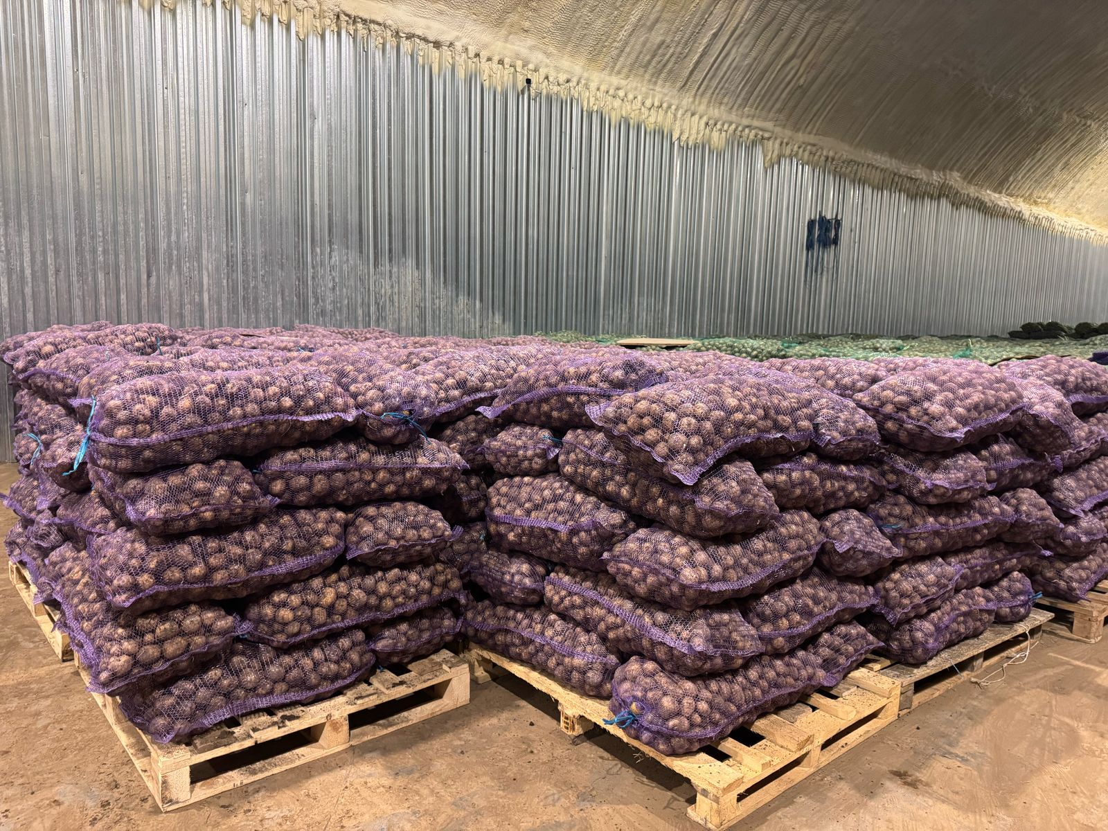 В Томской области активно идет подготовка к севу овощей открытого грунта