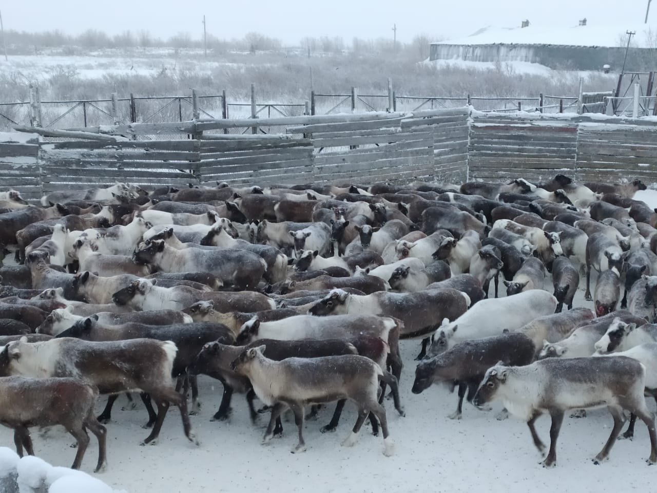 В оленеводческих хозяйствах Республики Коми началась ежегодная инвентаризация северных оленей