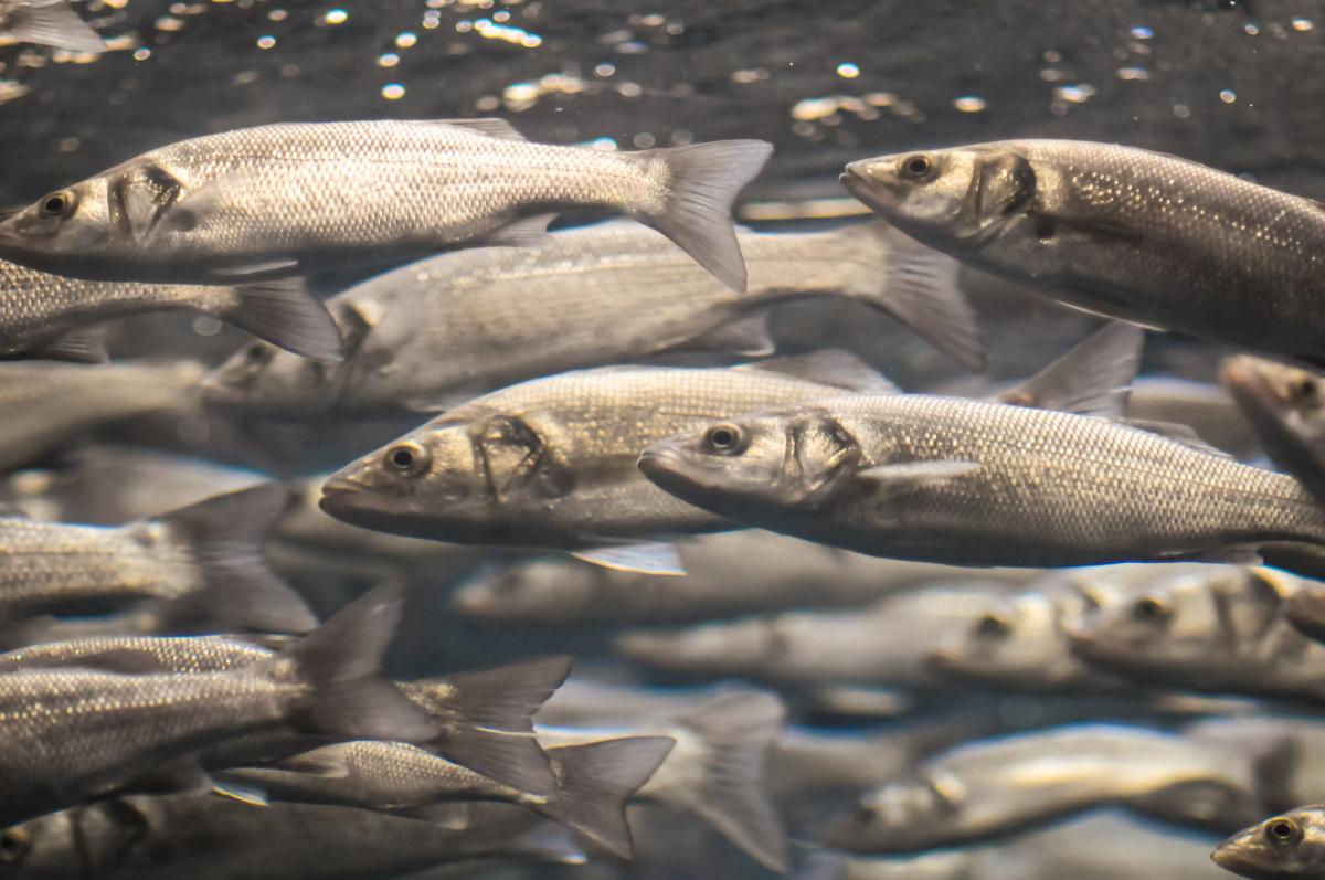 На рыбохозяйственную мелиорацию в РФ дополнительно выделят более 400 млн руб. 