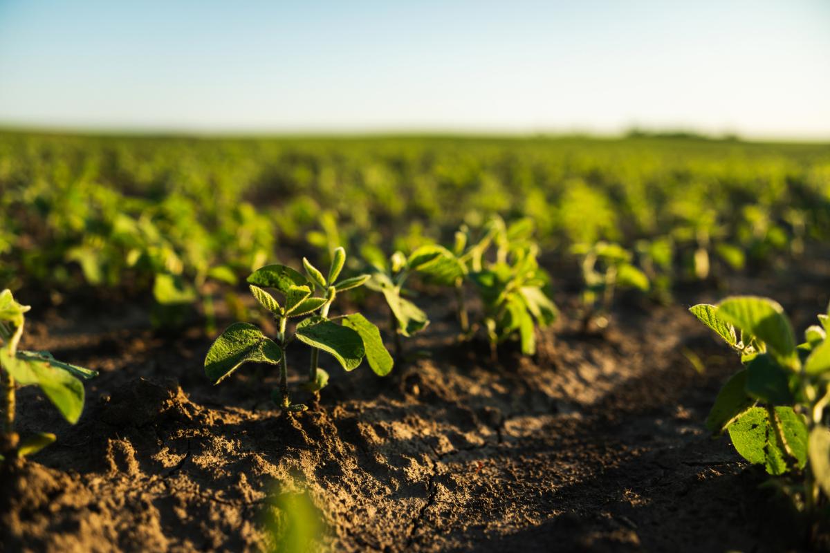 Площадь под сою в Приморье выросла в 1,7 раза