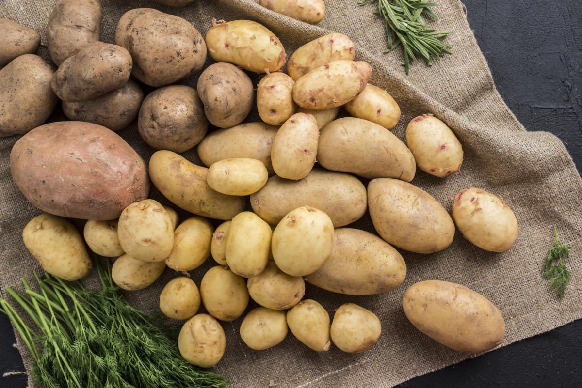 В Брянской области накопано около 1,4 млн т картофеля
