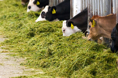 Объём реализации молока в сельхозорганизациях вырос на 6,2%