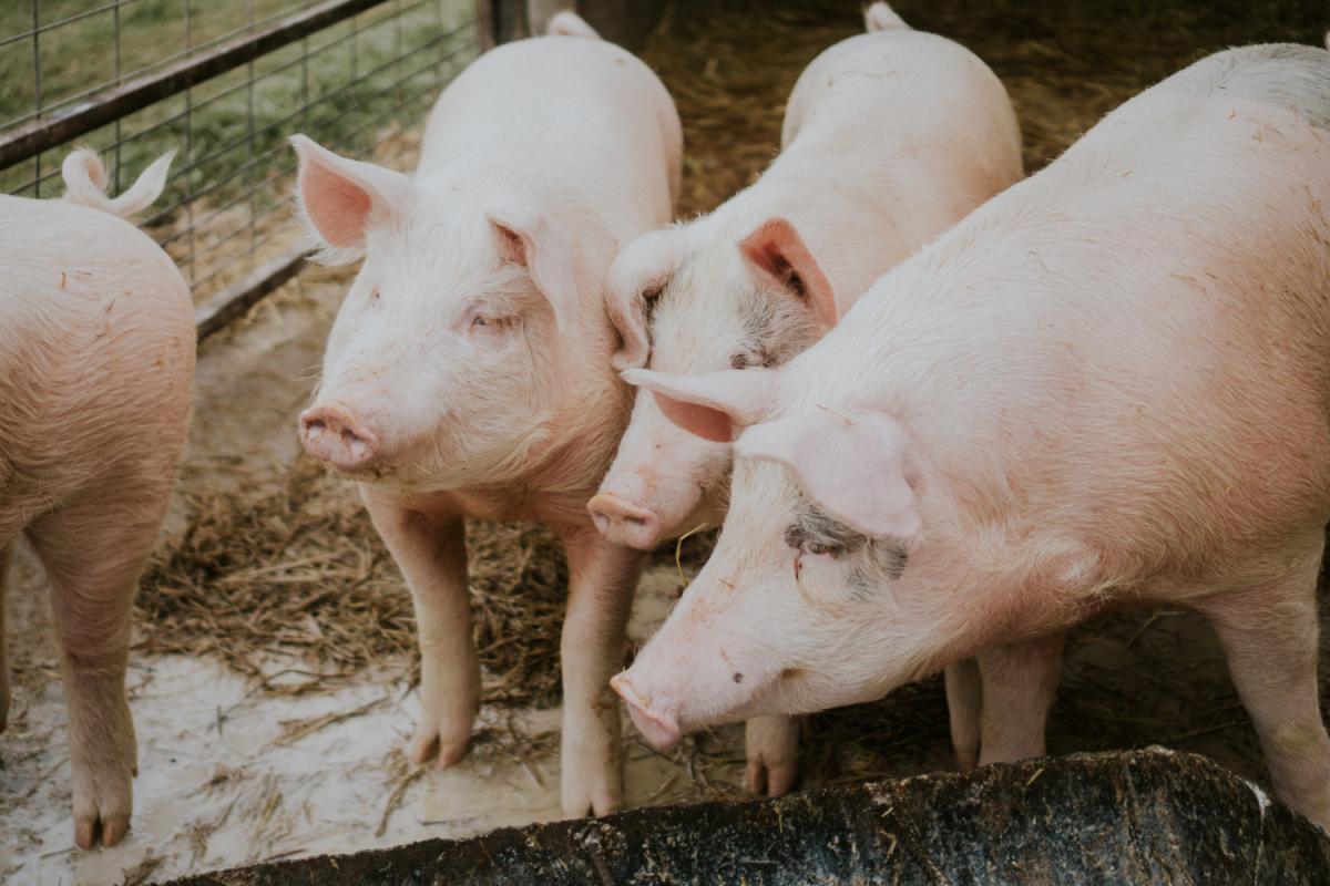 В Тверской области поголовье свиней увеличилось на 36%