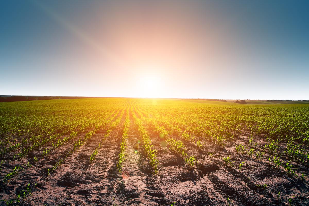 Земельный банк крупнейших владельцев сельхозземель в РФ вырос на 0,5 млн га — BEFL
