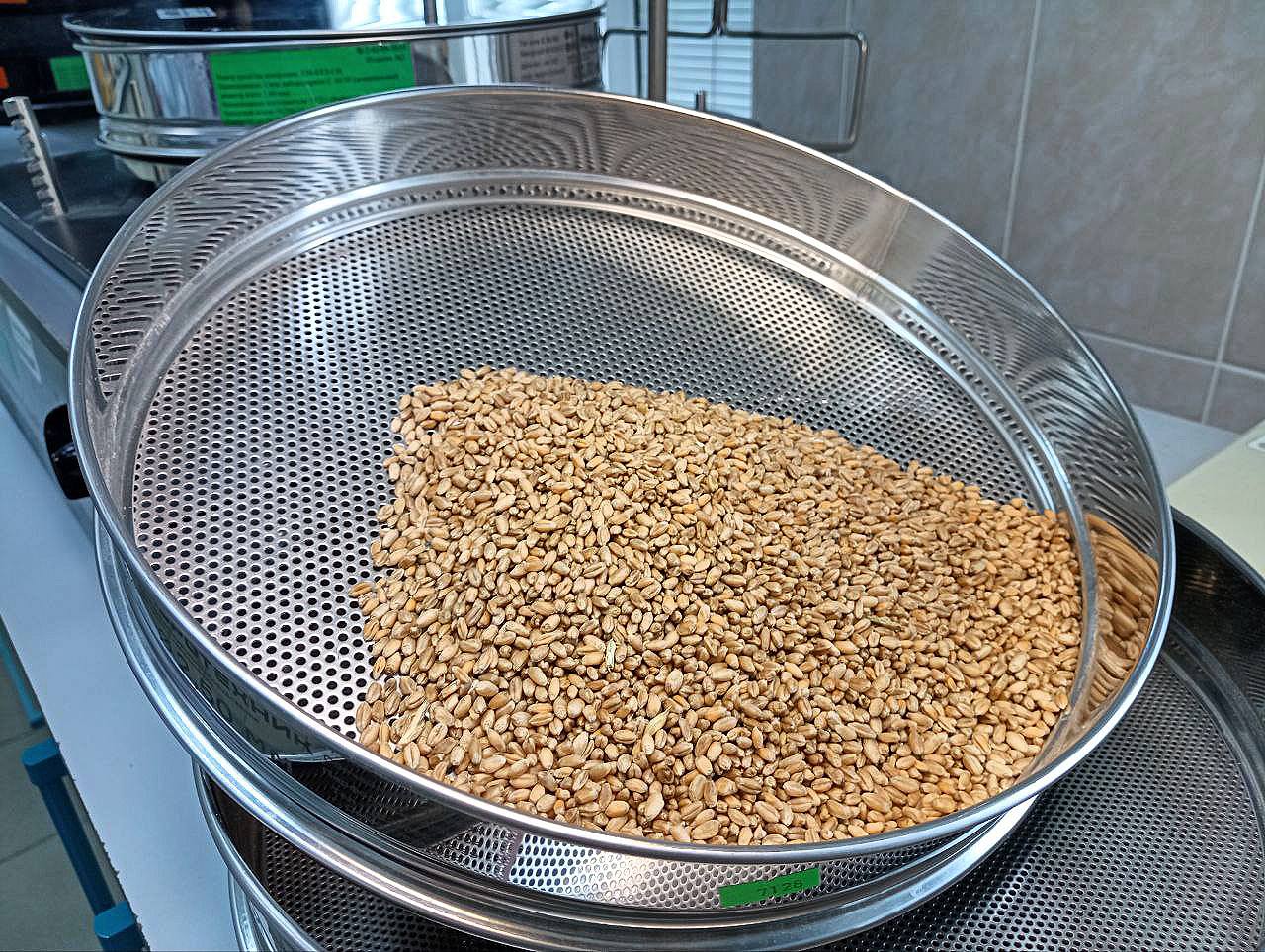 В Подмосковье исследовали уже более 340 тысяч тонн зерна урожая 2025 года: почти вся пшеница соответствует ГОСТ