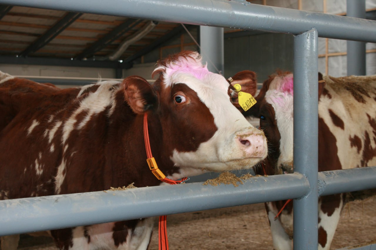 Сельхозпредприятиям Красноярского края получат поддержку на развитие племенного животноводства
