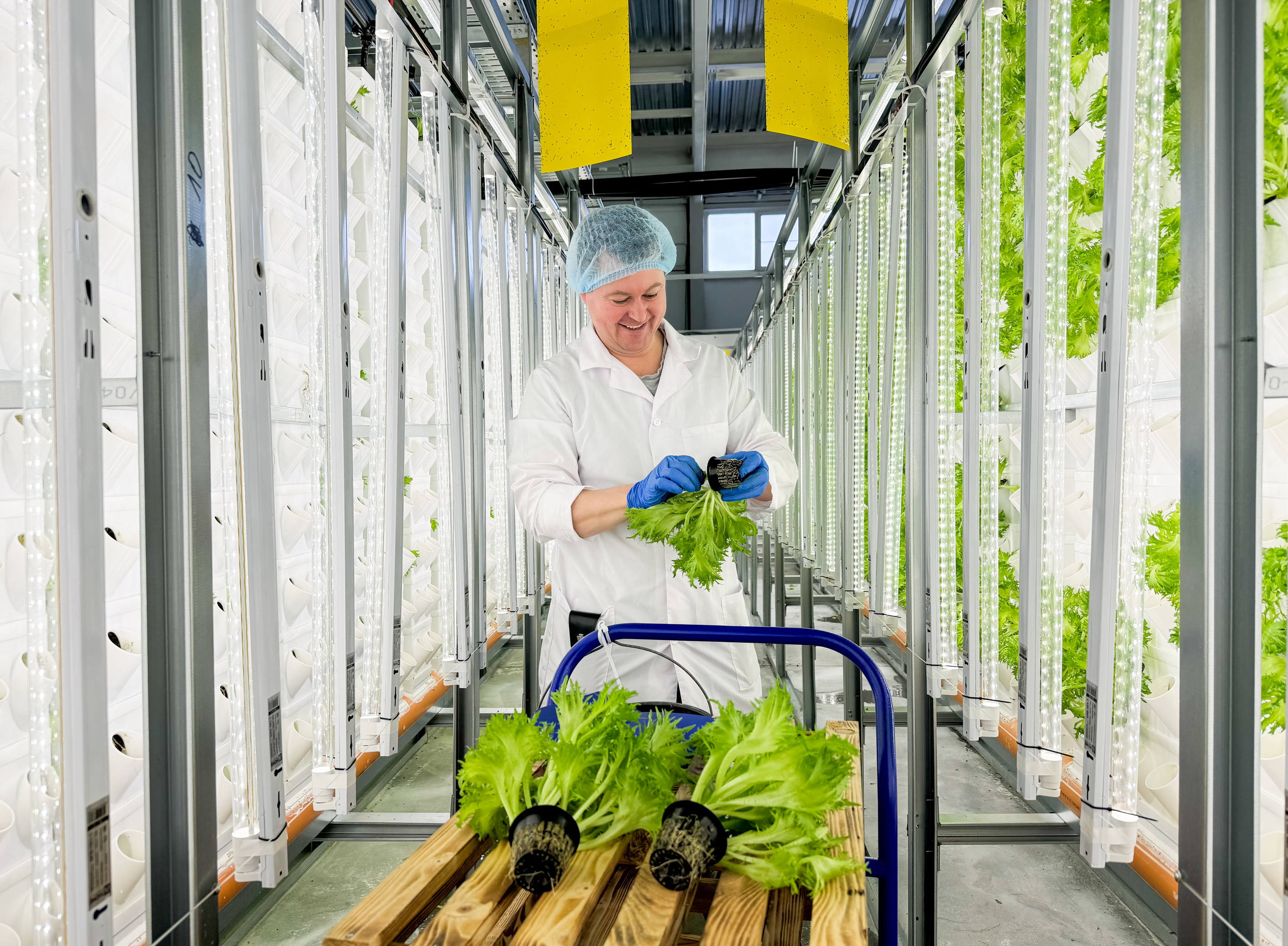 Благодаря господдержке в ивановском сельхозкооперативе «Зеленыч» каждый месяц выращивают 90 тыс. зеленных культур