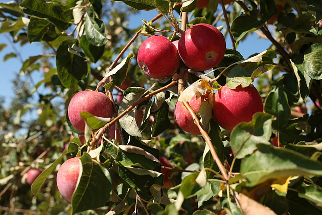 Волгоградская область наращивает производство плодов и ягод