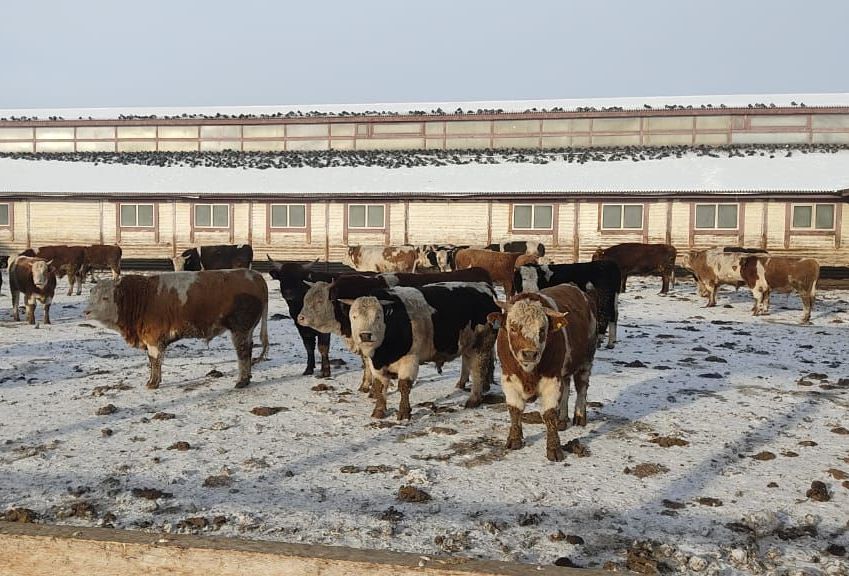 В Аларском районе Иркутской области открылась откормочная площадка на 500 голов КРС
