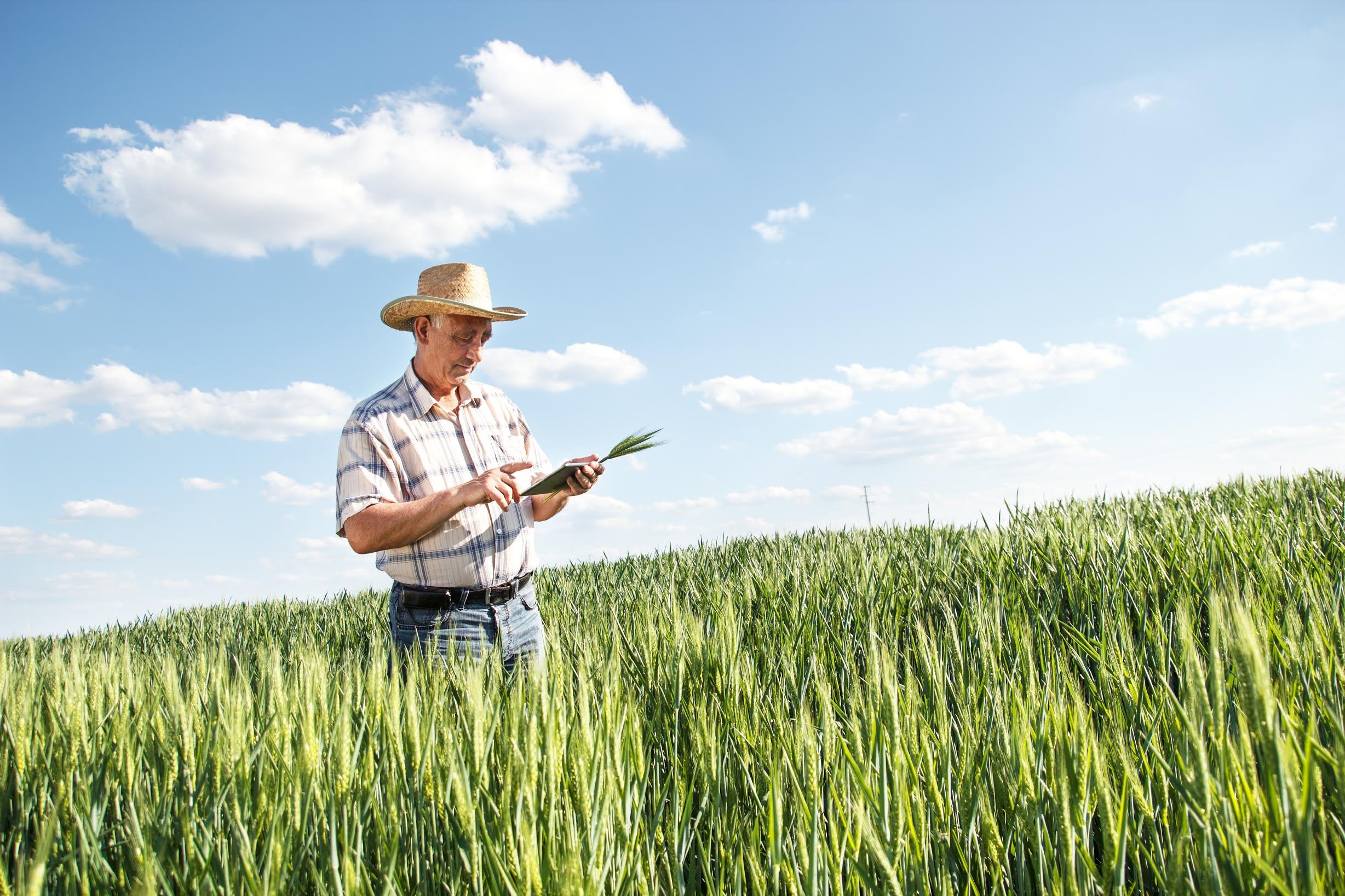 В Курской области завершился прием заявок на предоставление гранта «Агростартап» 