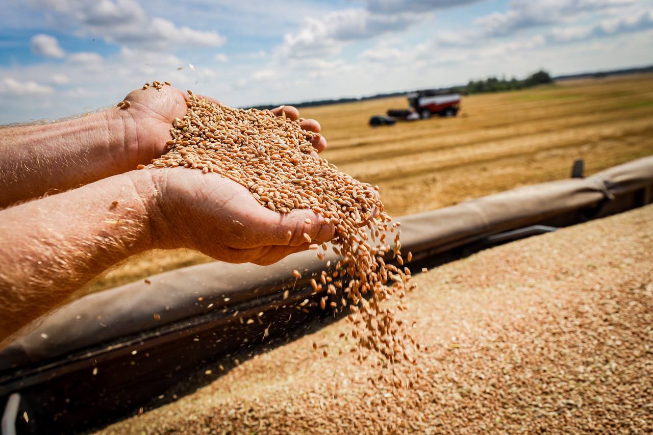 Второй миллион тонн зерновых намолочен в Липецкой области