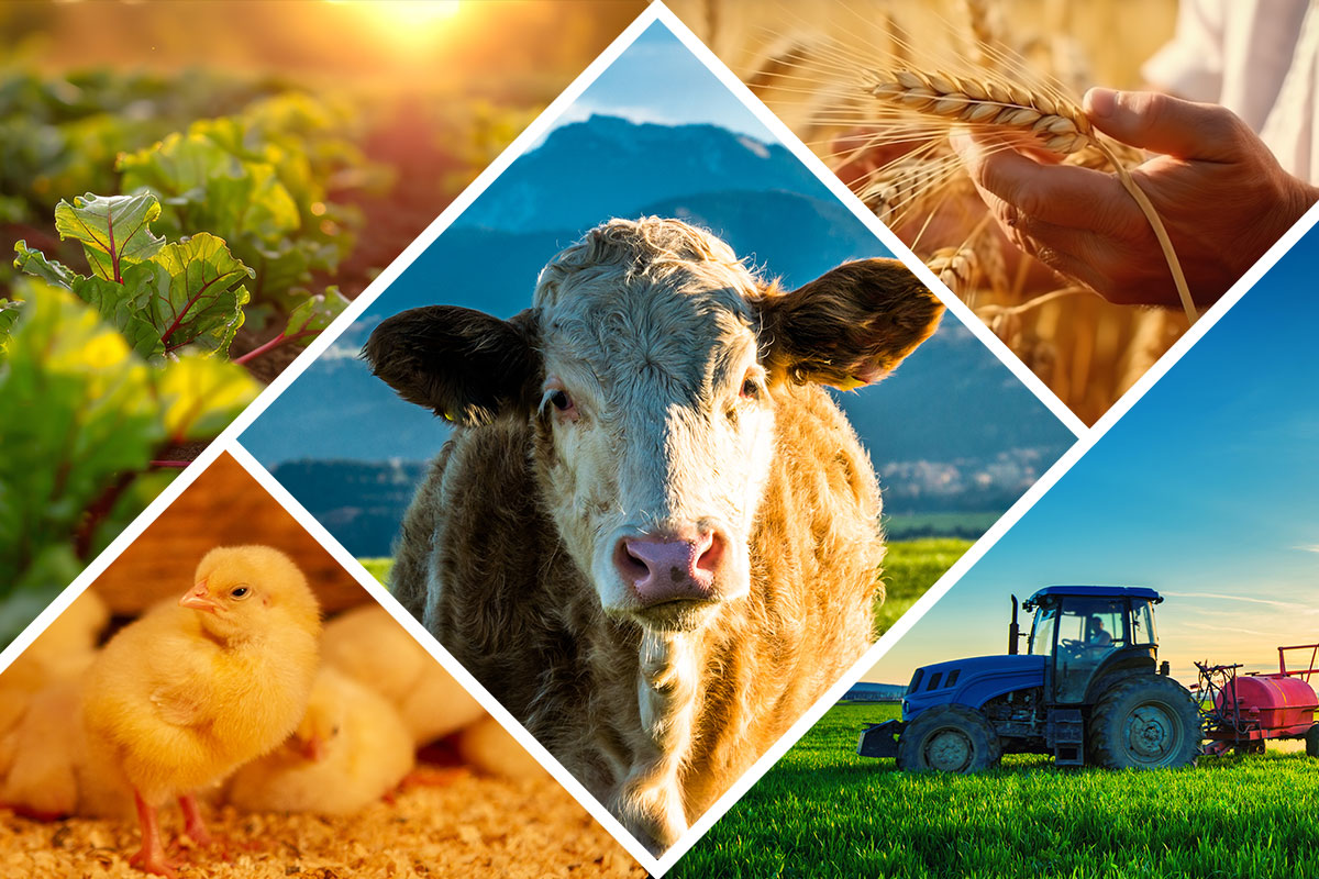 В Красноярском крае в 2025 году ожидается производство сельхозпродукции на сумму 158,8 млрд руб. 