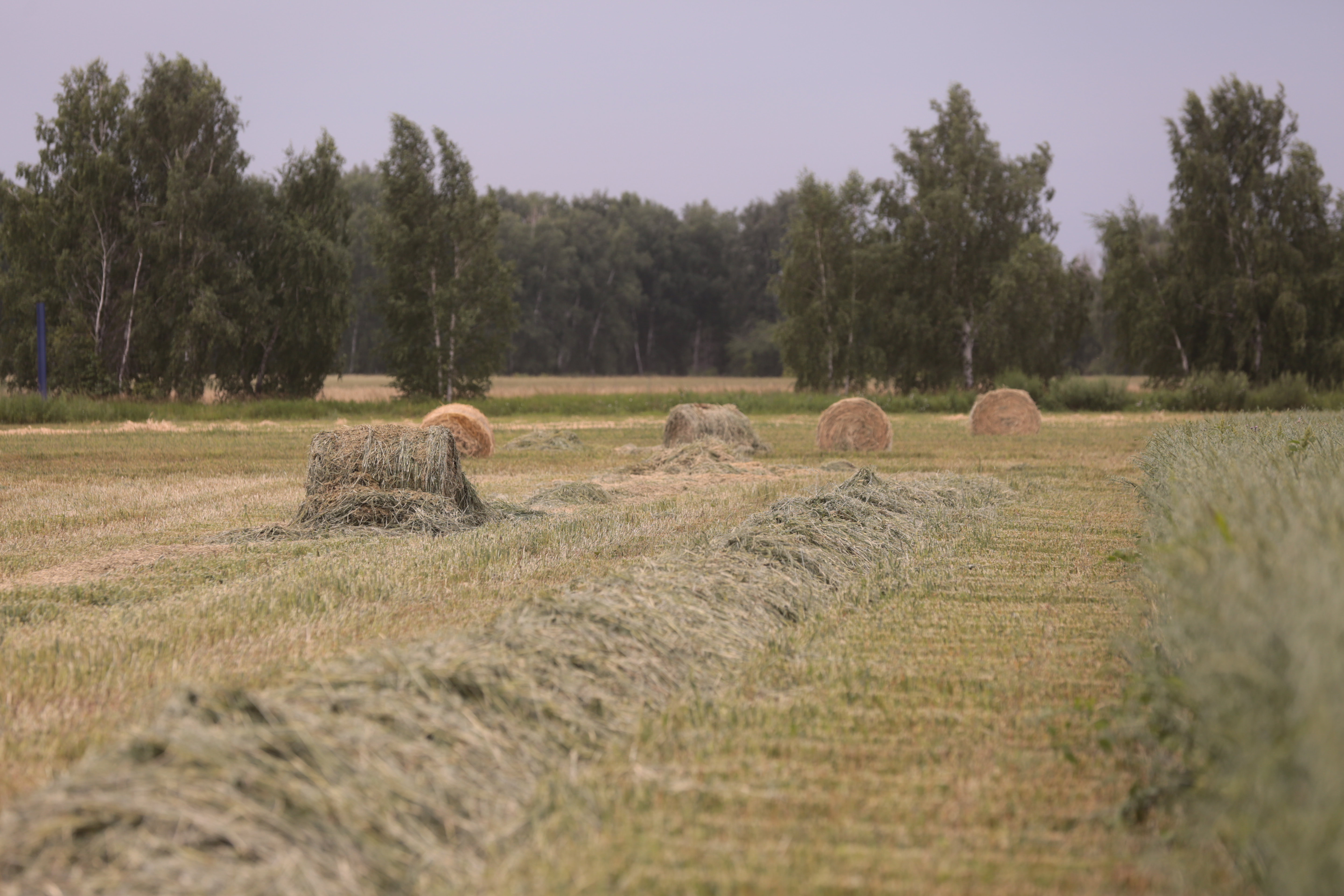 Липецкие аграрии приступили к заготовке сочных кормов