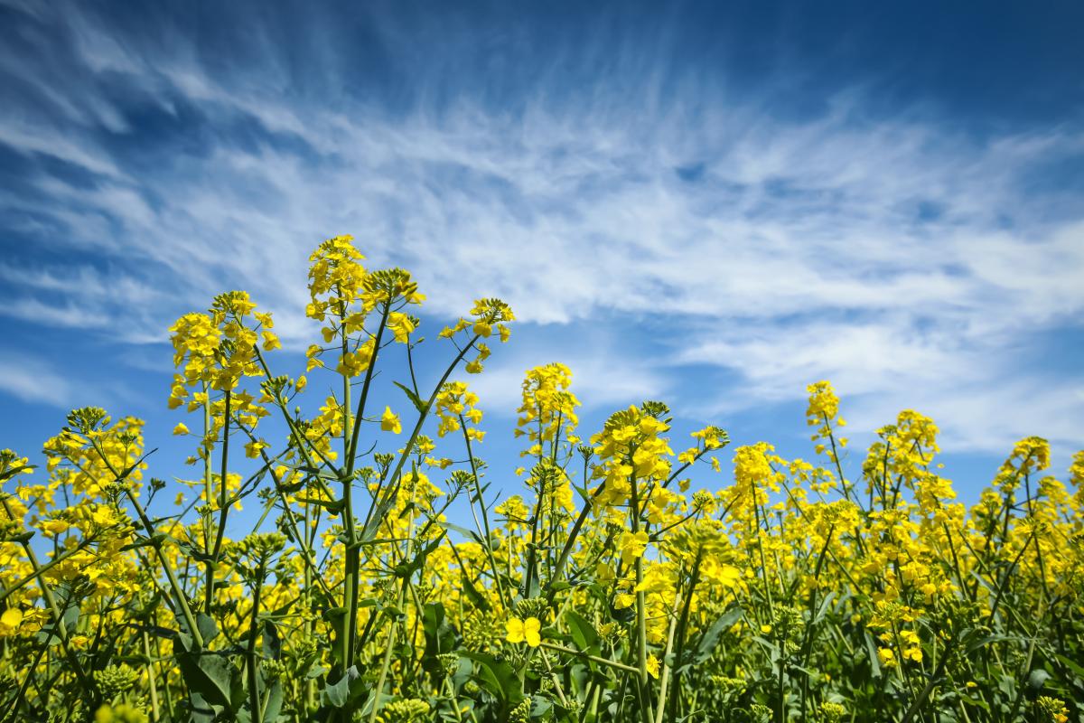 В Бурятии в этом году значительно увеличились посевы рапса для загрузки перерабатывающего завода