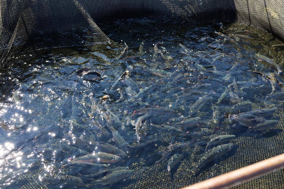 За 10 лет объем производства продукции товарной аквакультуры в РФ вырос в 2 раза