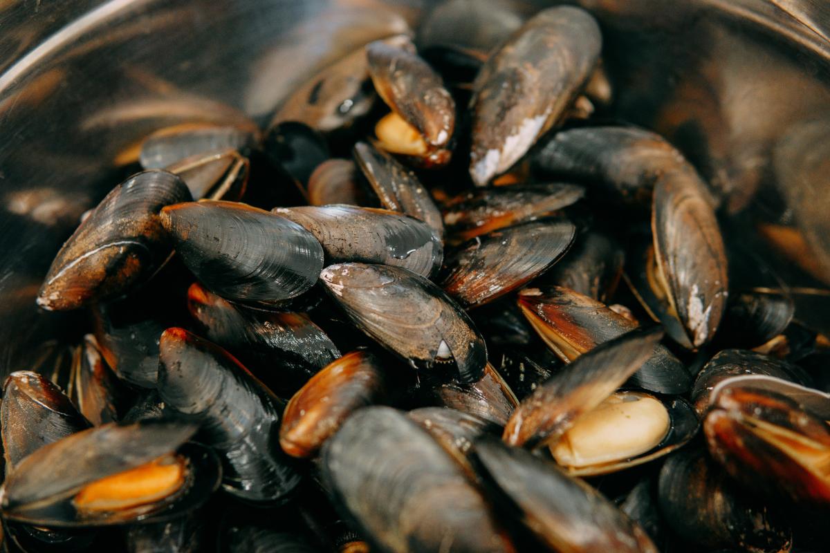 Мурманские ученые открыли новые технологии переработки мидий и перспективные районы для их выращивания