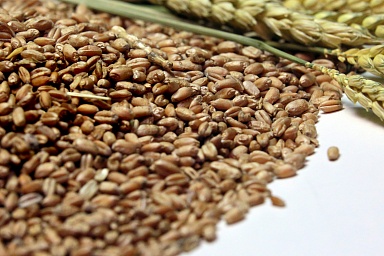 В Ростовской области впервые собрано свыше 15 млн тонн зерновых