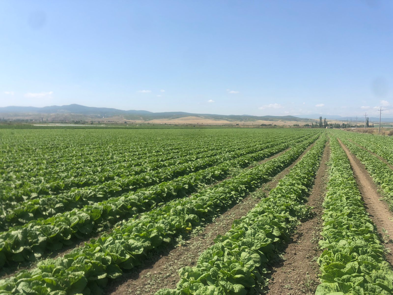 В Дагестане реализуется инвестпроект по выращиванию овощей