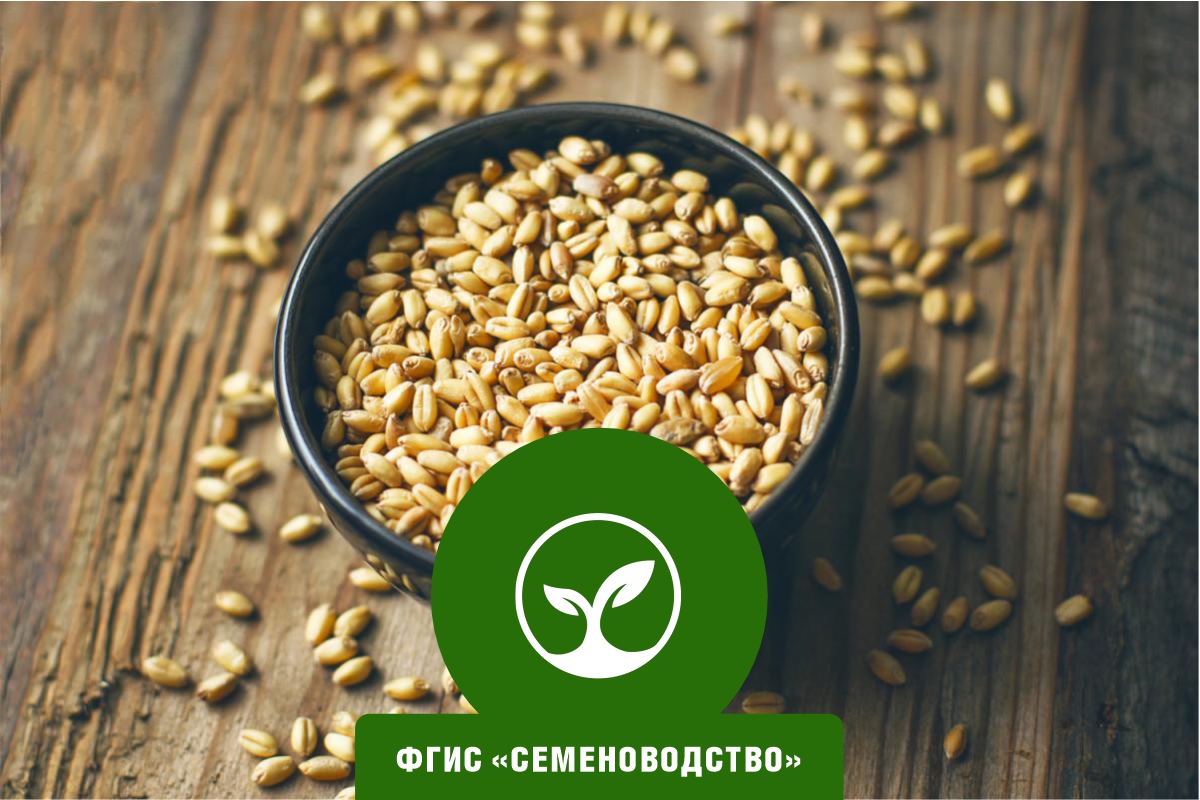 Работа во ФГИС «Семеноводство»: как зарегистрироваться в системе и работать в ней