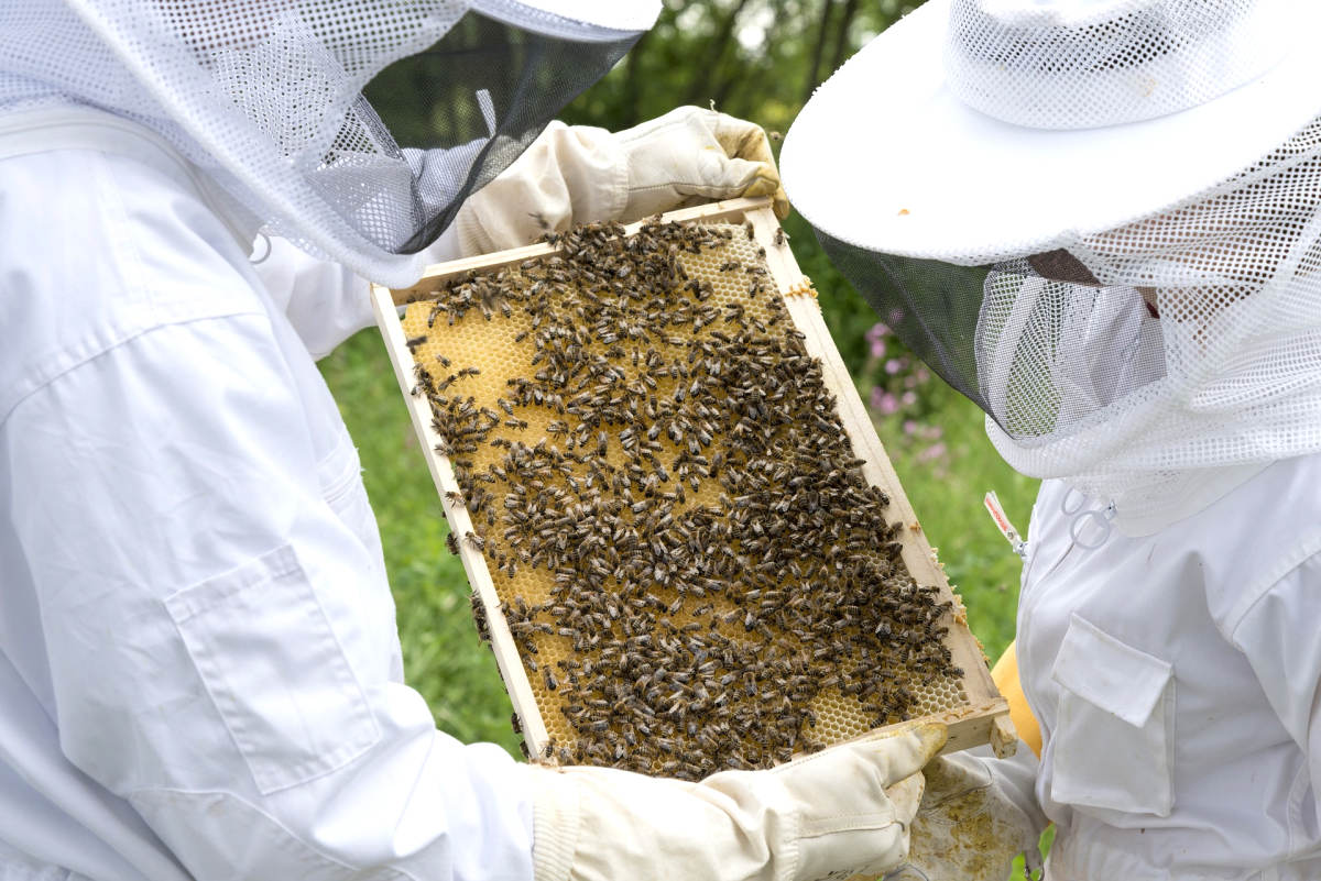 В Архангельской области Подведены итоги XII Областного конкурса пчеловодов