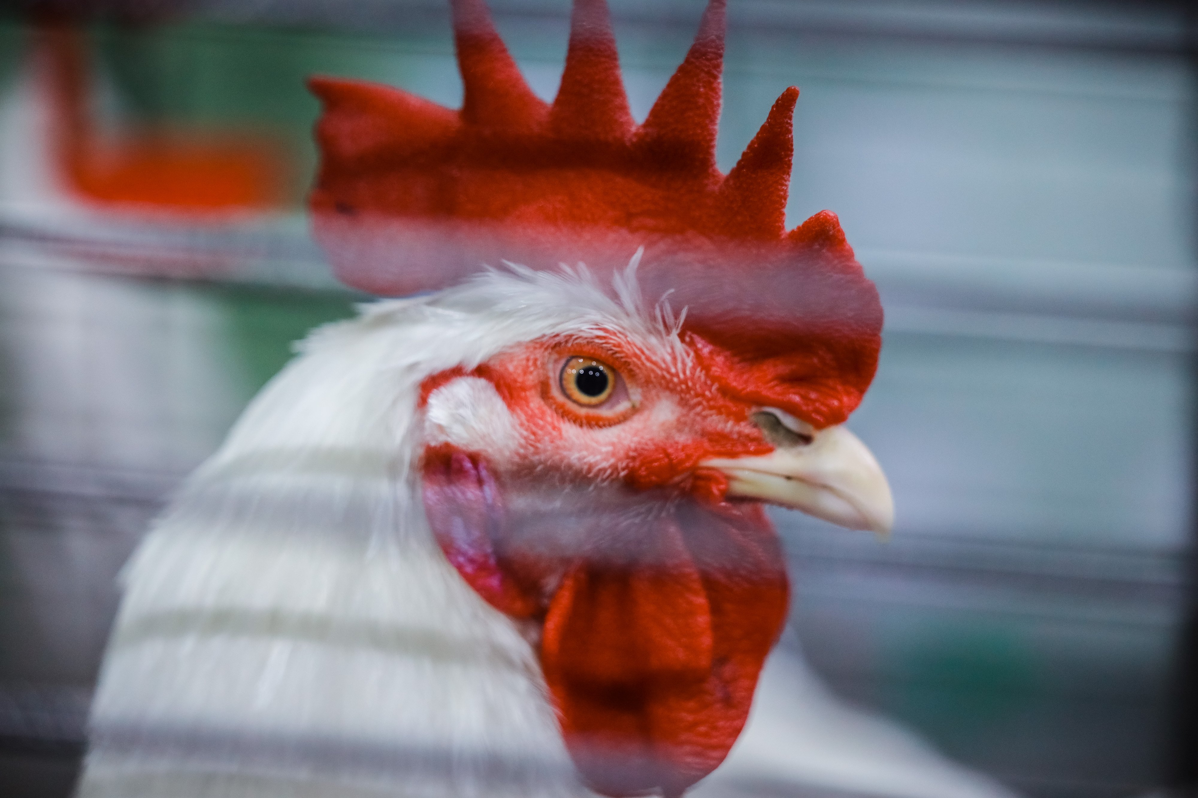 Отрасль животноводства Липецкой области показывает устойчивый рост