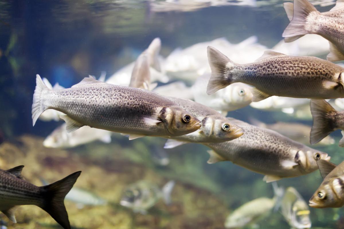 Производство продукции аквакультуры в РФ выросло на 6%