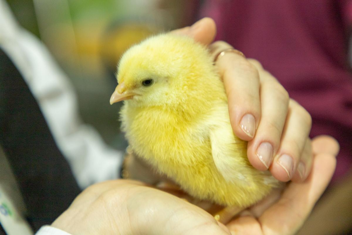 Доля кросса «Смена 9» в российском птицеводстве превысила 5% — Минсельхоз