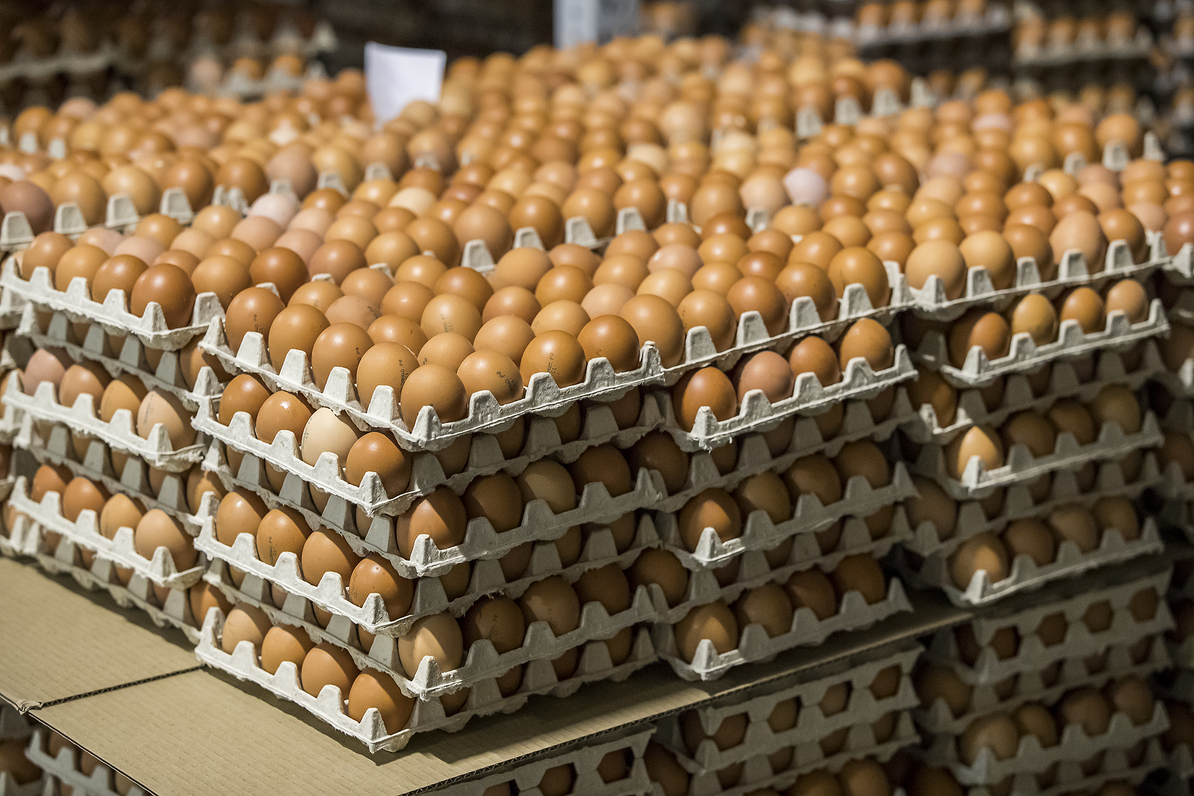 В сельхозпредприятиях Воронежской области производство пищевых яиц выросло на 42%