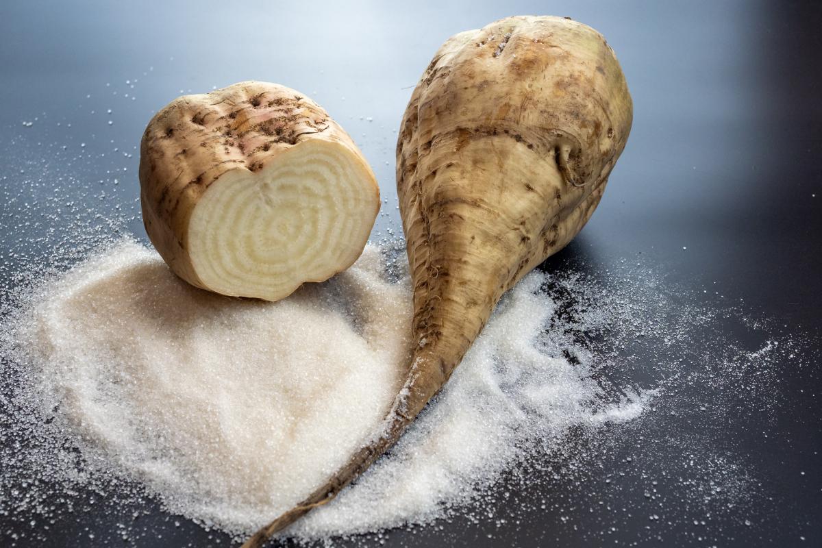 Аграрии Мордовии собрали более 736 тыс. т сахарной свеклы