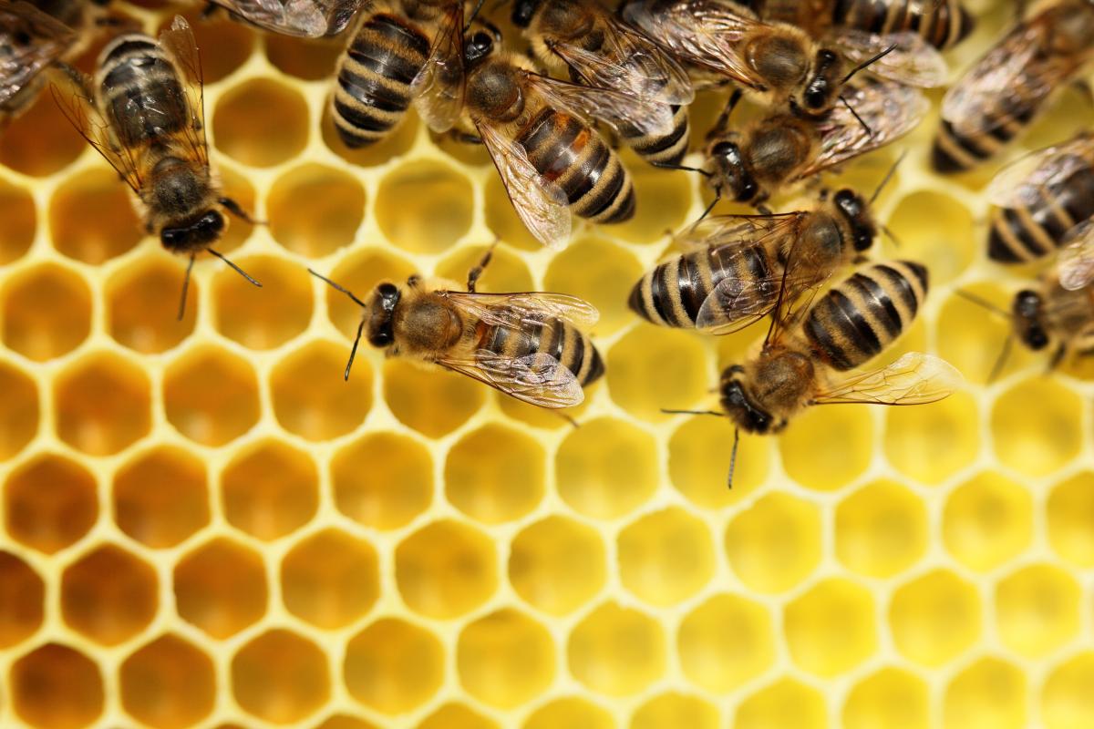 В России запустили «Портал пчеловода» 