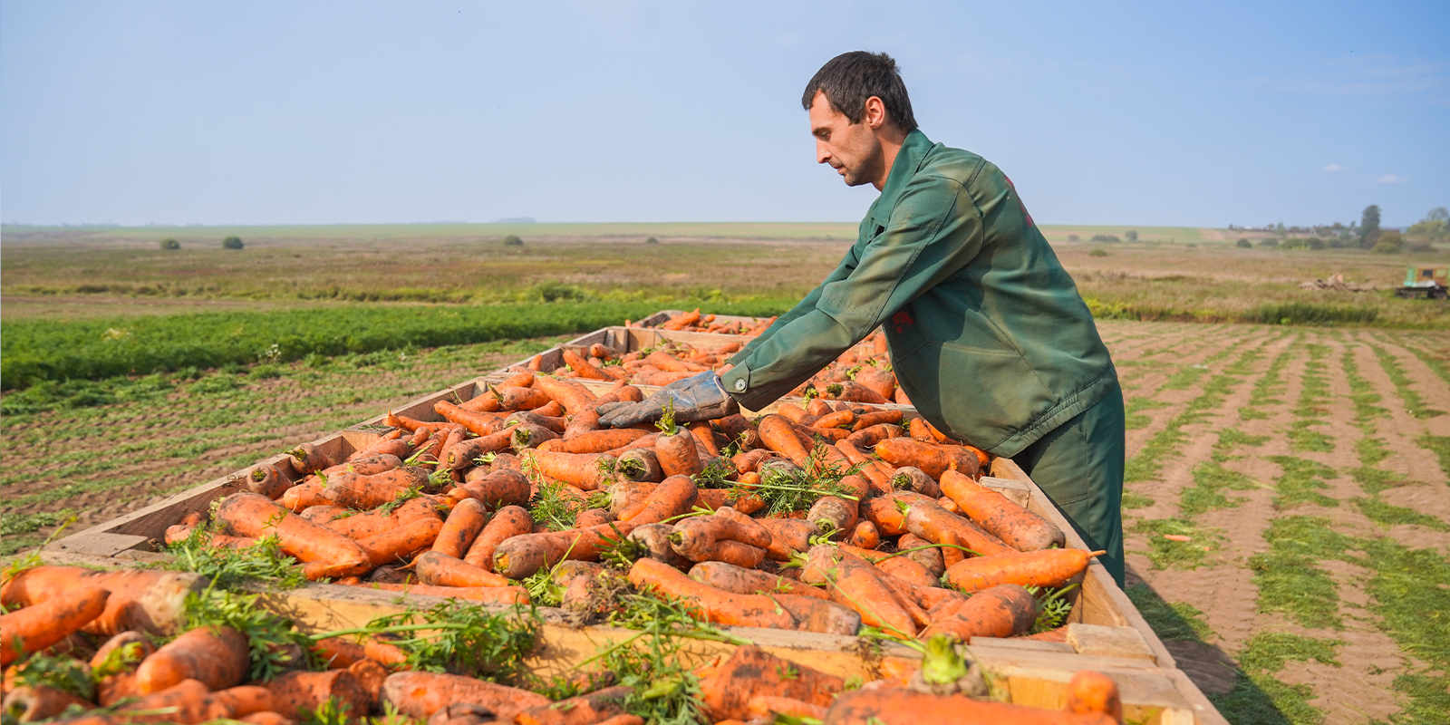 В Ивановской области увеличилось производство овощей