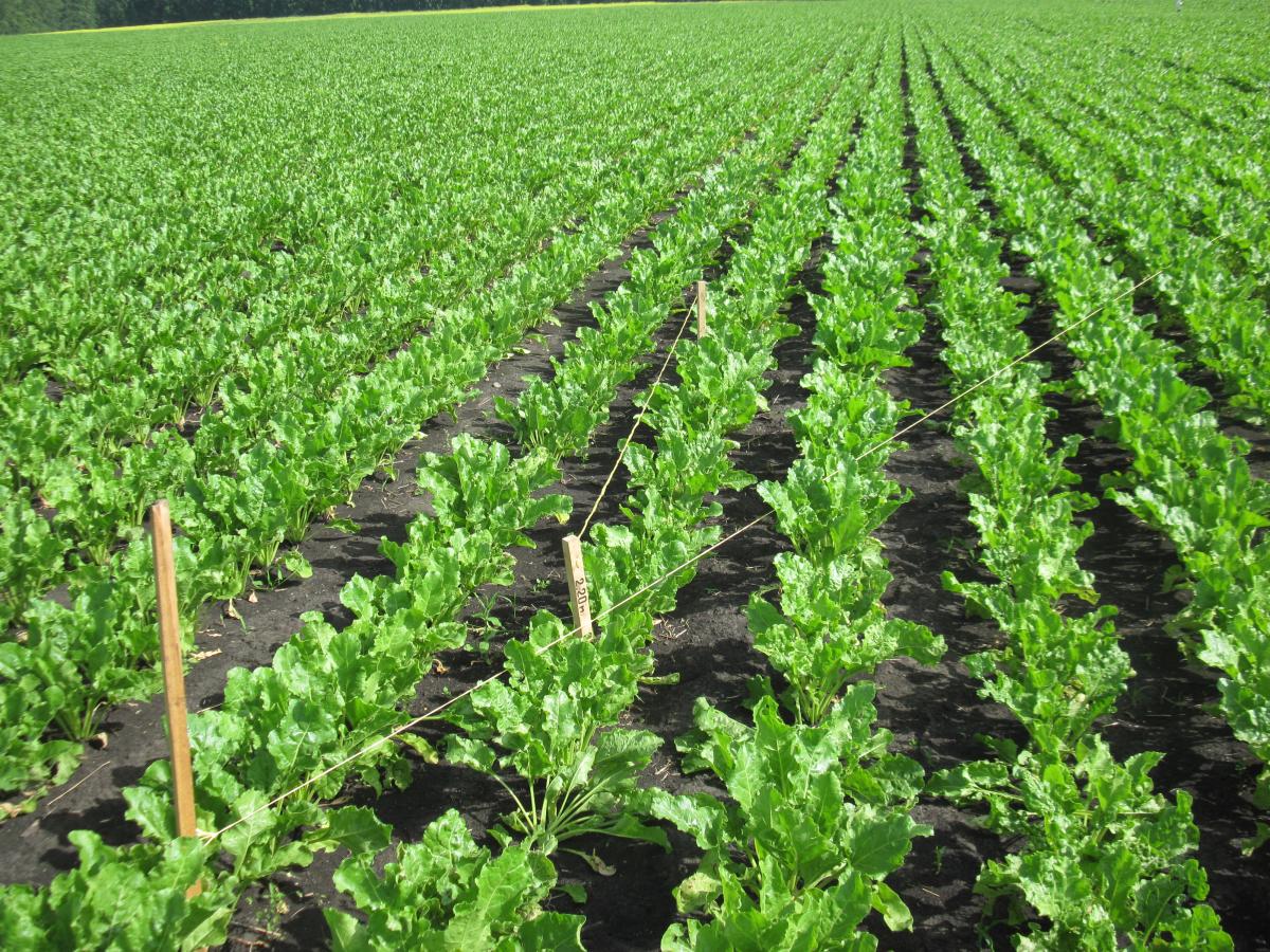 Аграрии РФ засеяли сахарной свеклой треть плановой площади