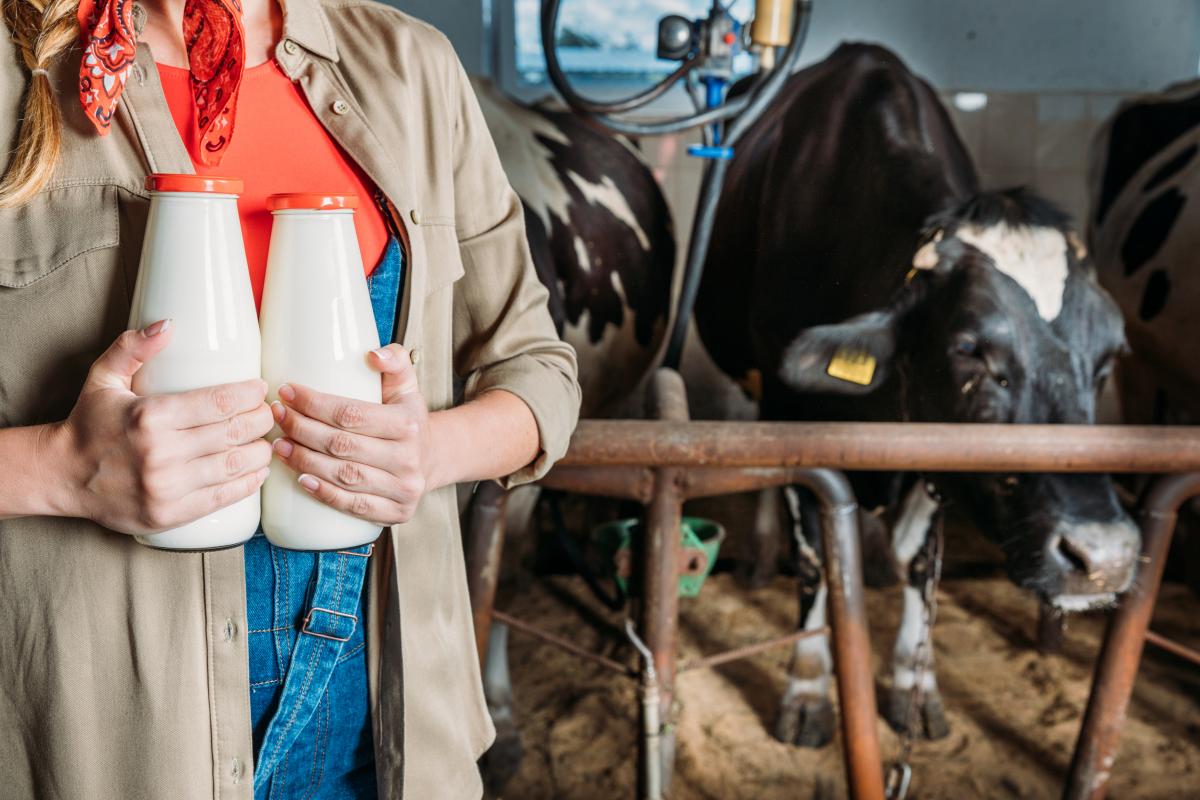 В сельхозорганизациях Республики Алтай на 8% увеличилось производство молока