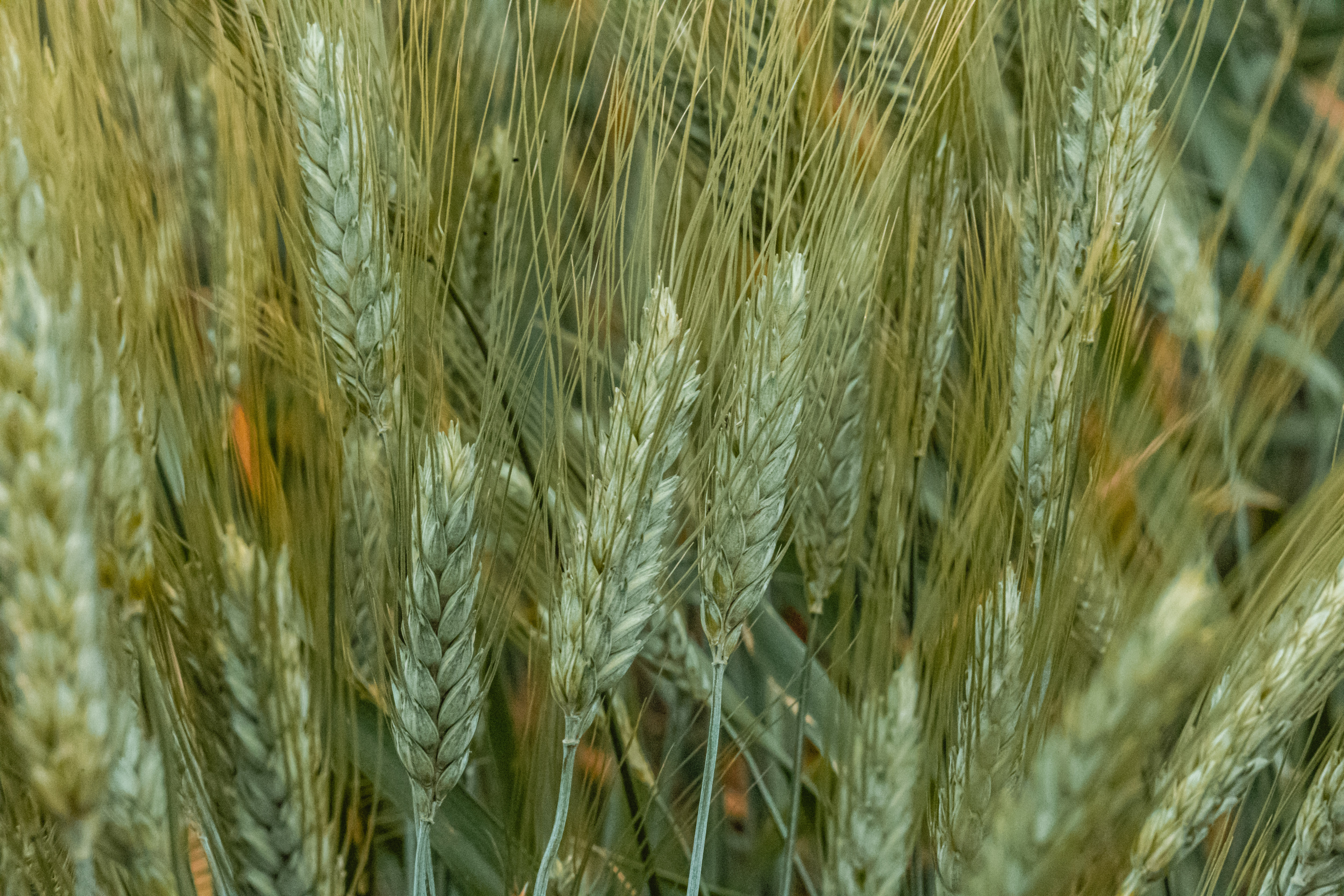 Региональный «День поля» прошел в Липецкой области