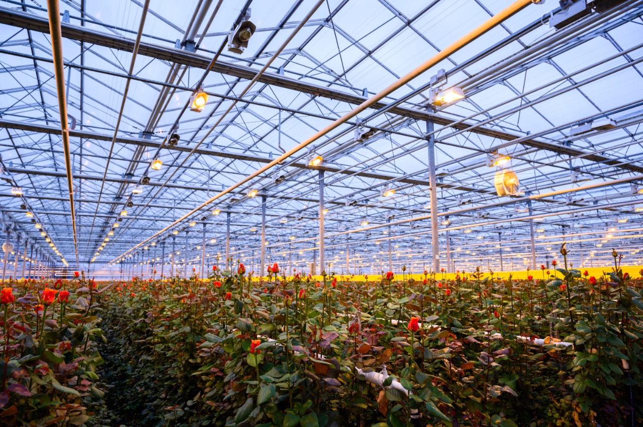 В Подмосковье реализуется инвестпроект строительства тепличного комплекса по выращиванию роз