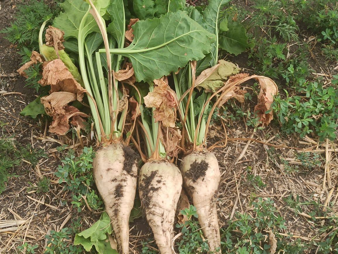 На Ставрополье идет уборка сахарной свёклы
