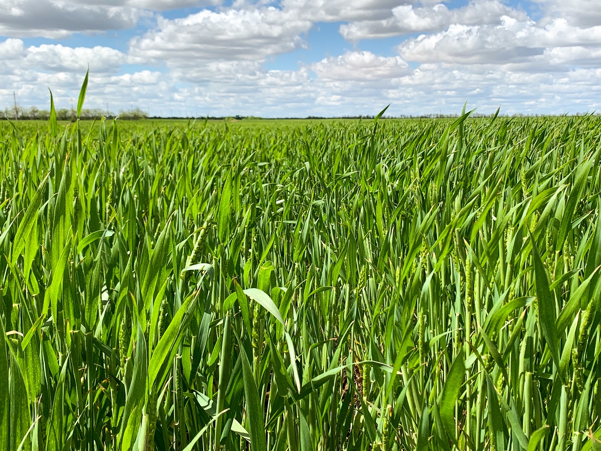 Сотрудники агрохимической службы в Запорожской области принимают активное участие в подготовке высококвалифицированных специалистов