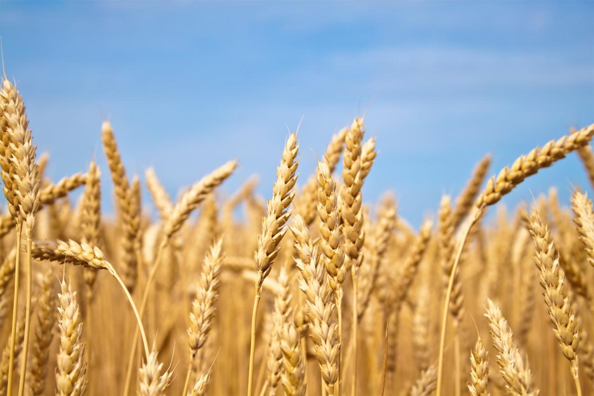 В Минсельхозе России рассчитывают на хороший урожай зерновых в 2024 году