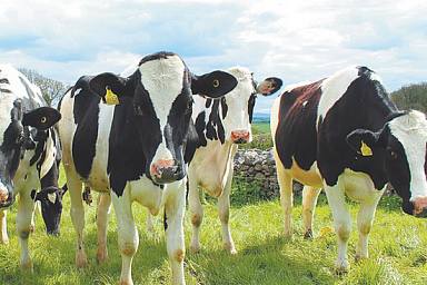 Сельхозтоваропроизводителям Кузбасса выплачены субсидии на закупку молока